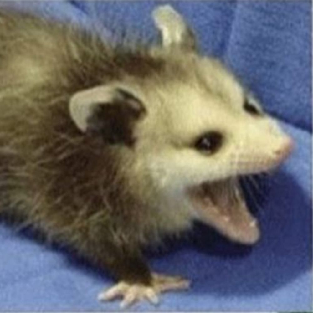 kl possum