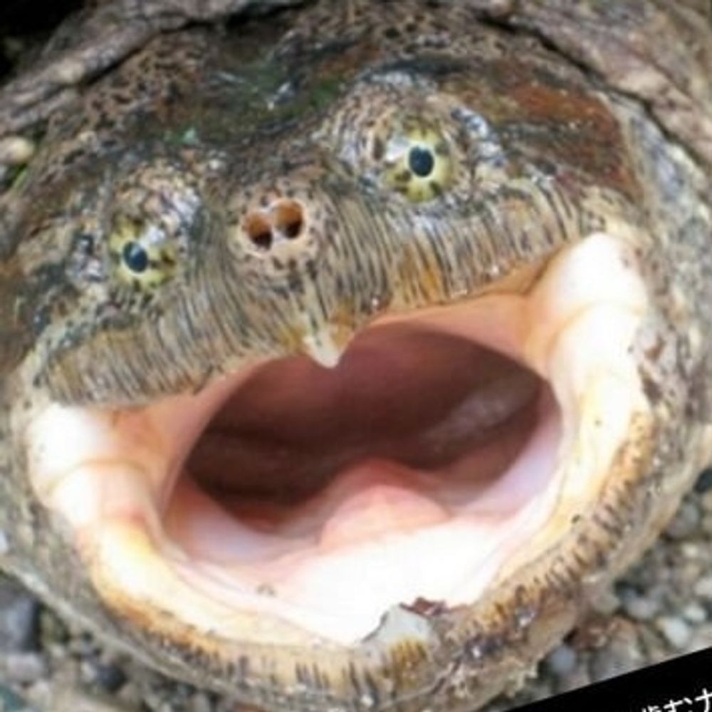 ワニガメ匠👹🌛