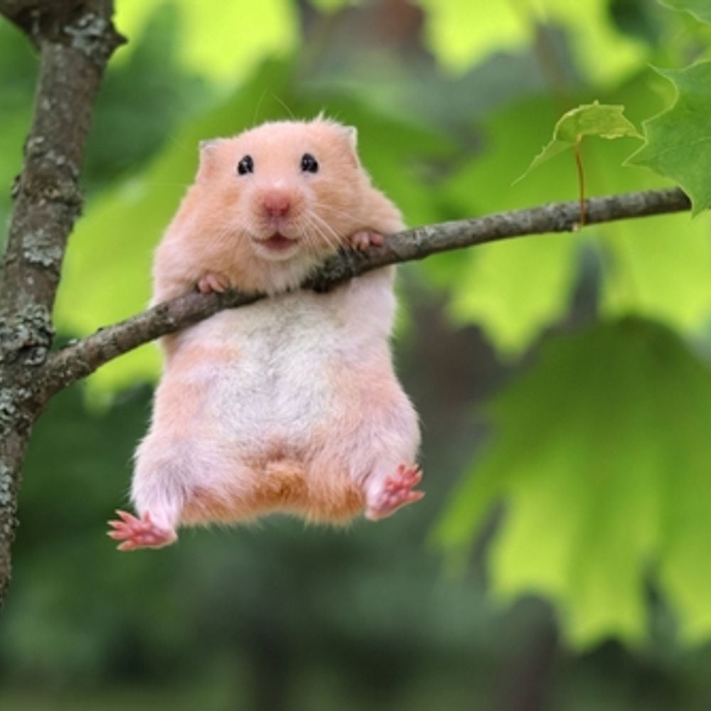 HamBot