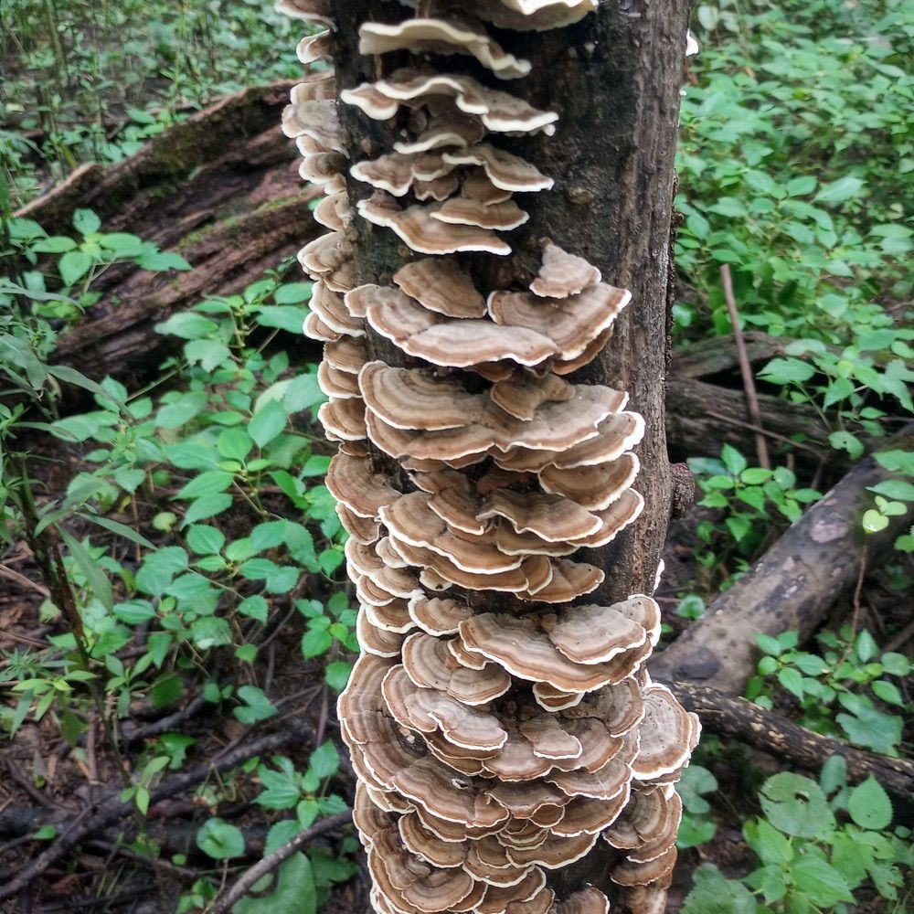 SehonSehon