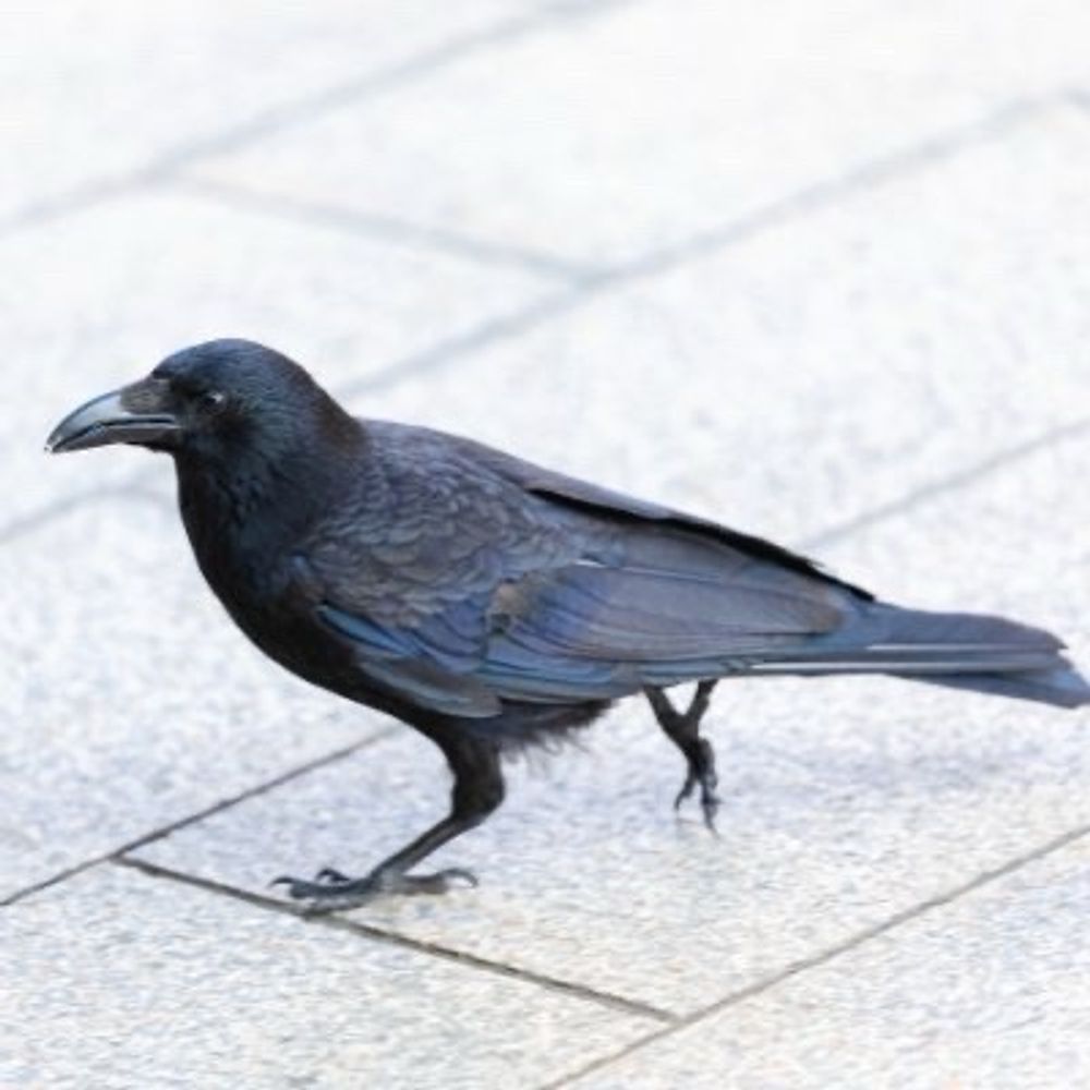 けら