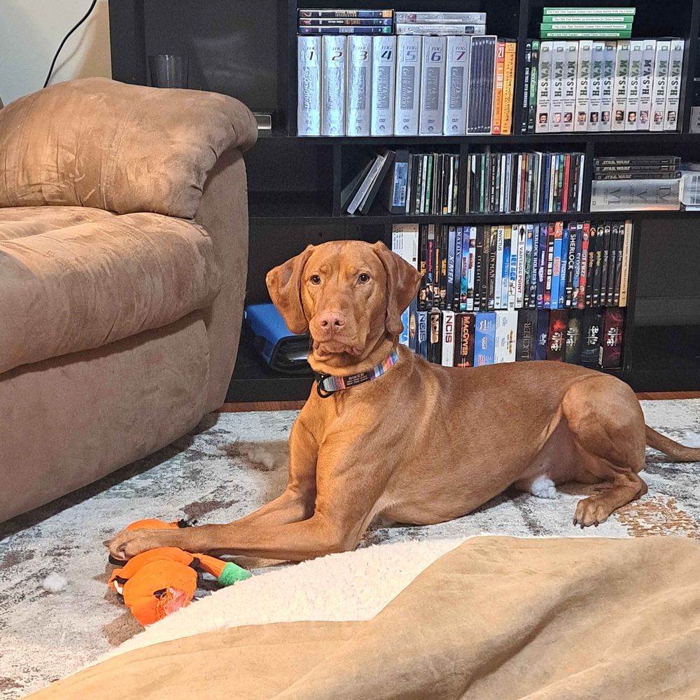 Riker Vizsla