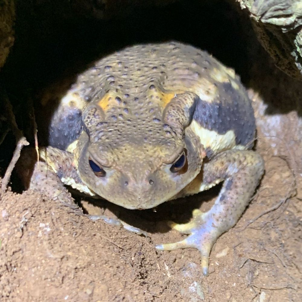 けてる