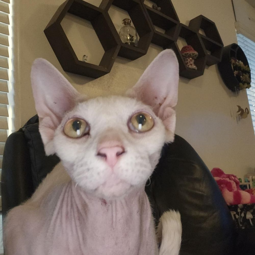 Dr Tiny Cat