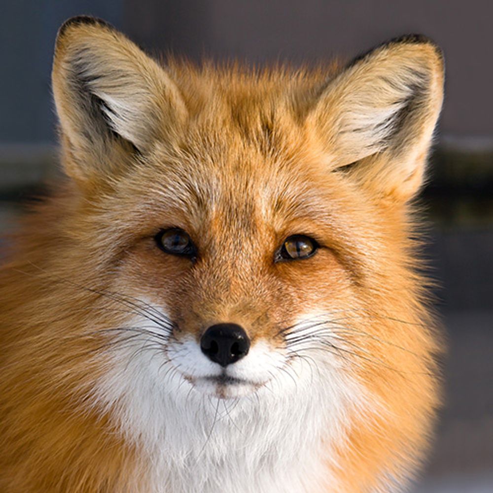 Maître Renard