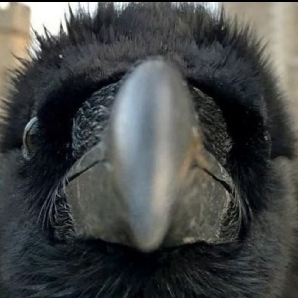 corbeau