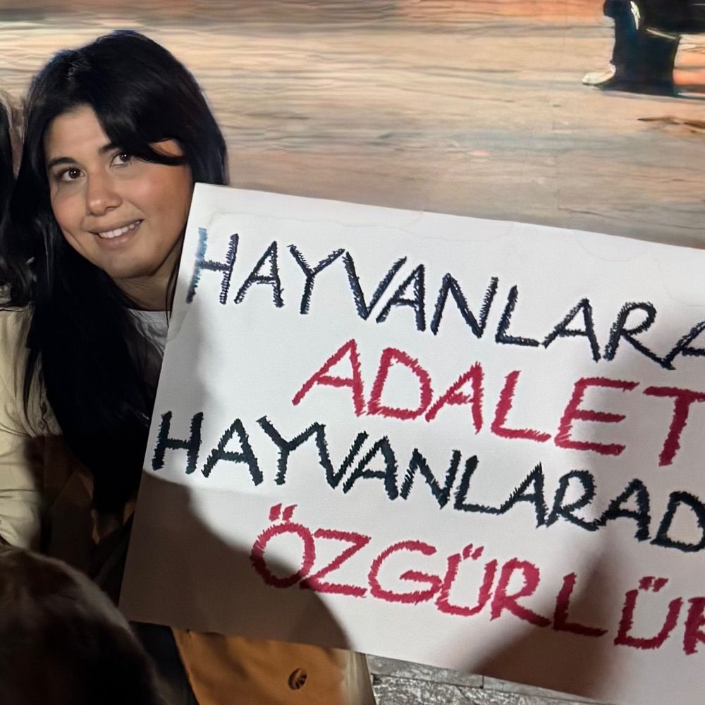 Eccekayalar