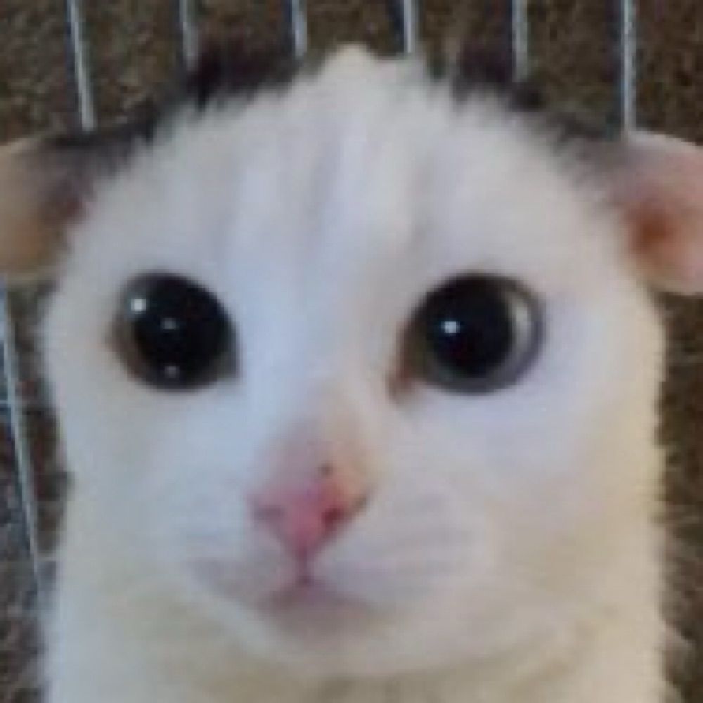 아보카