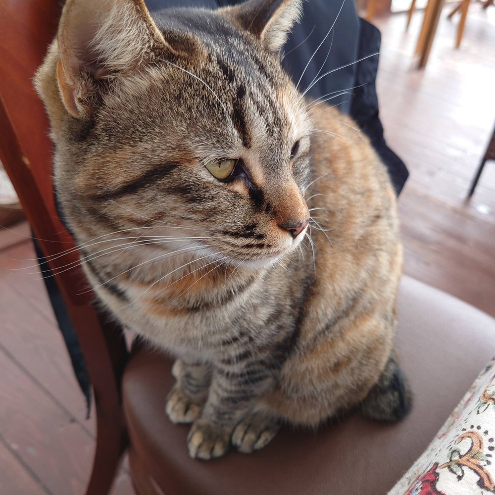 虎猫