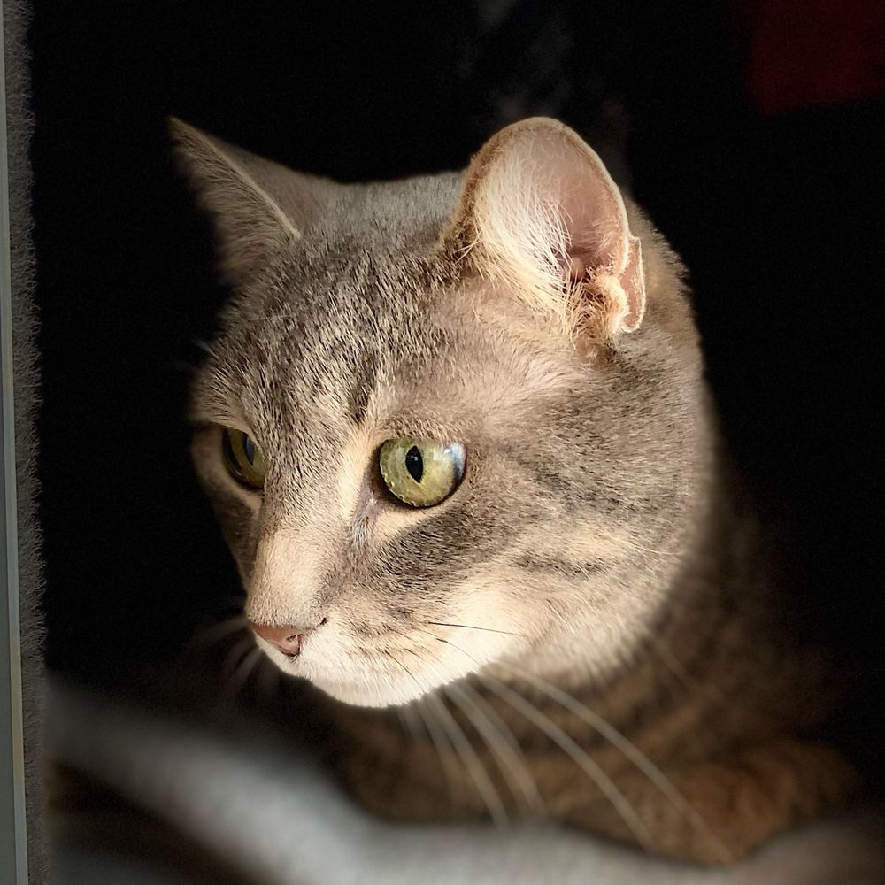 Mogli