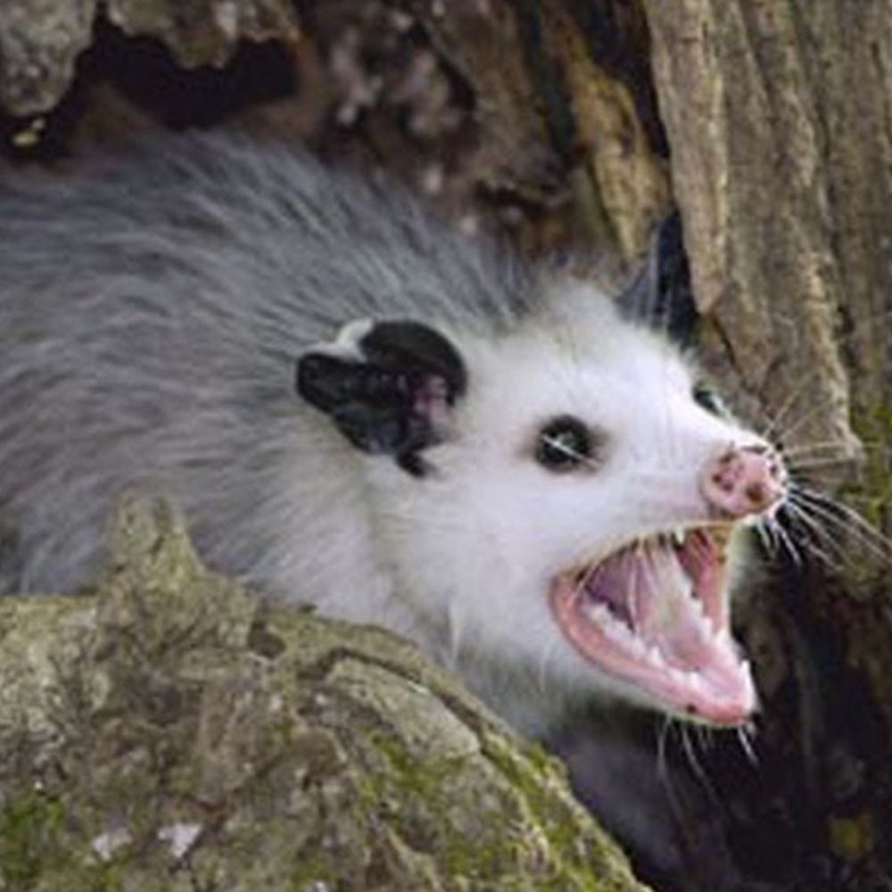 Possums