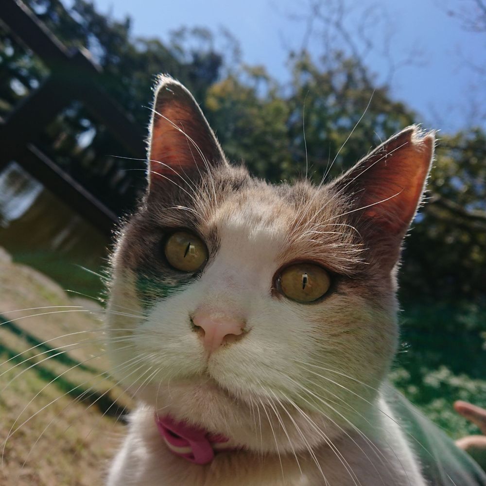 カーク・ニーマン🐾