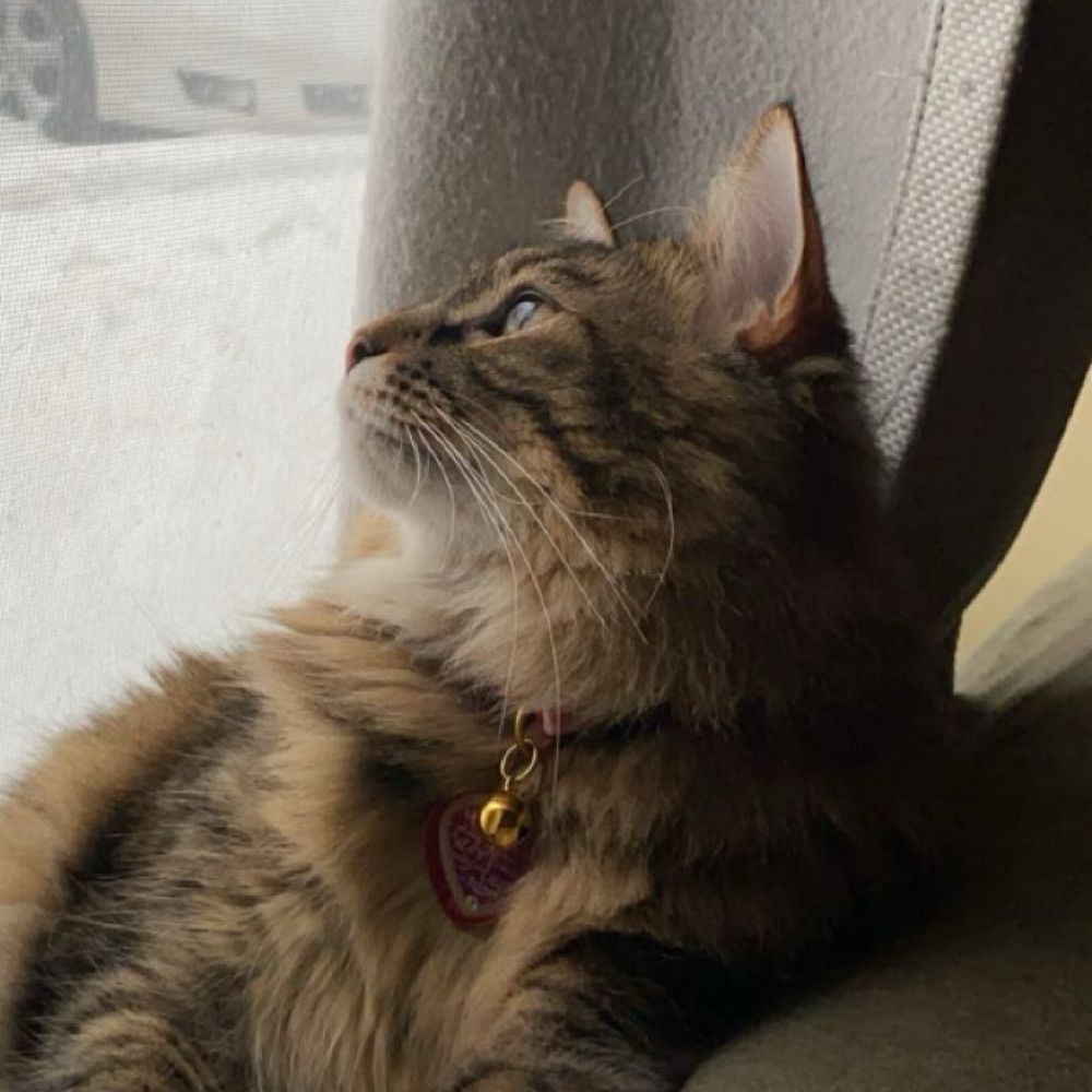 katt k