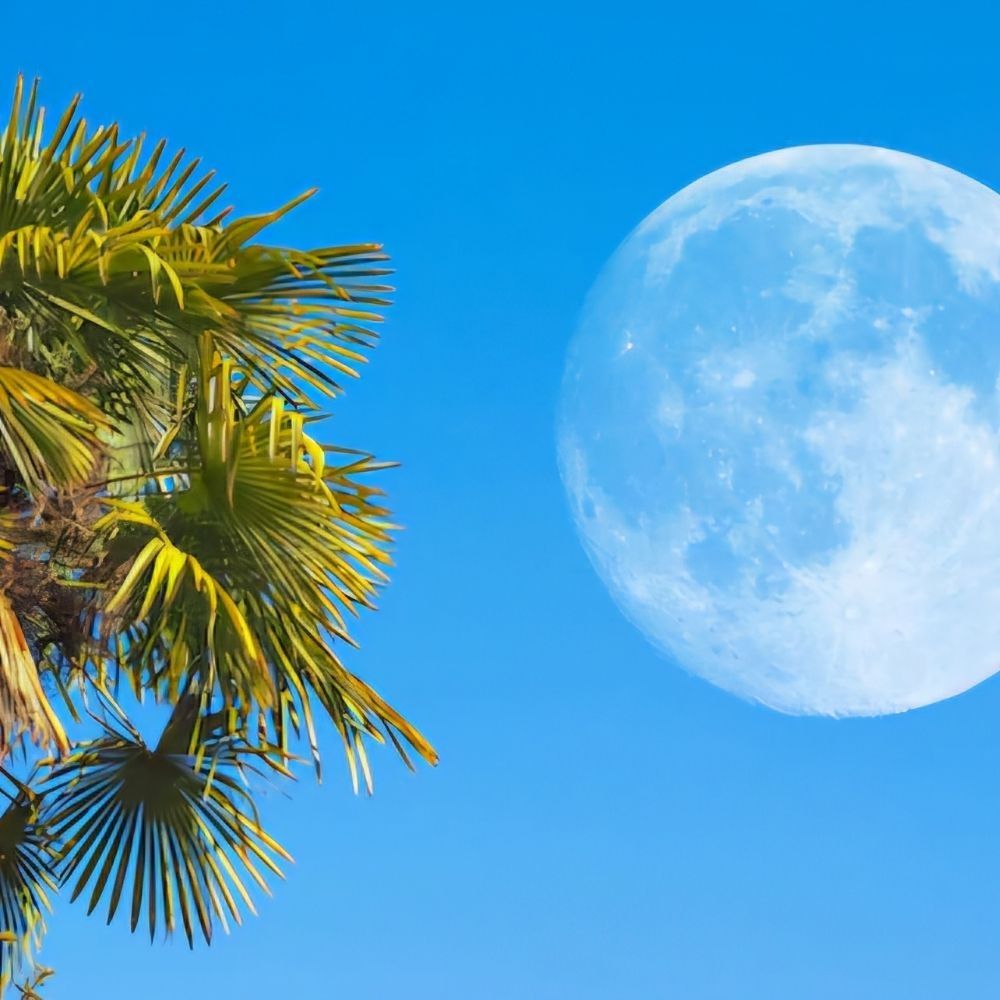 Day Moon Vibes