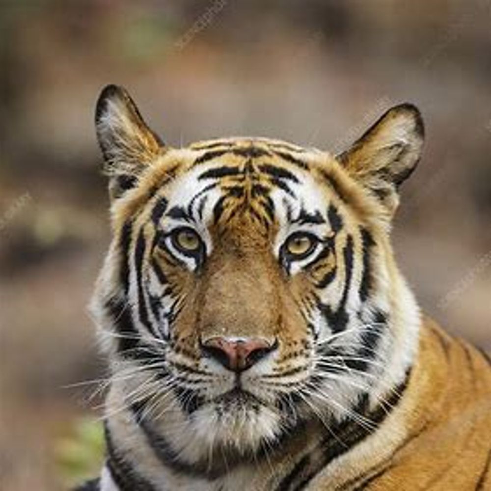 Tigress
