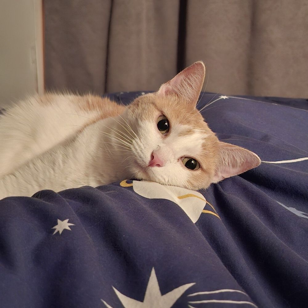 Koi 🐱🐾