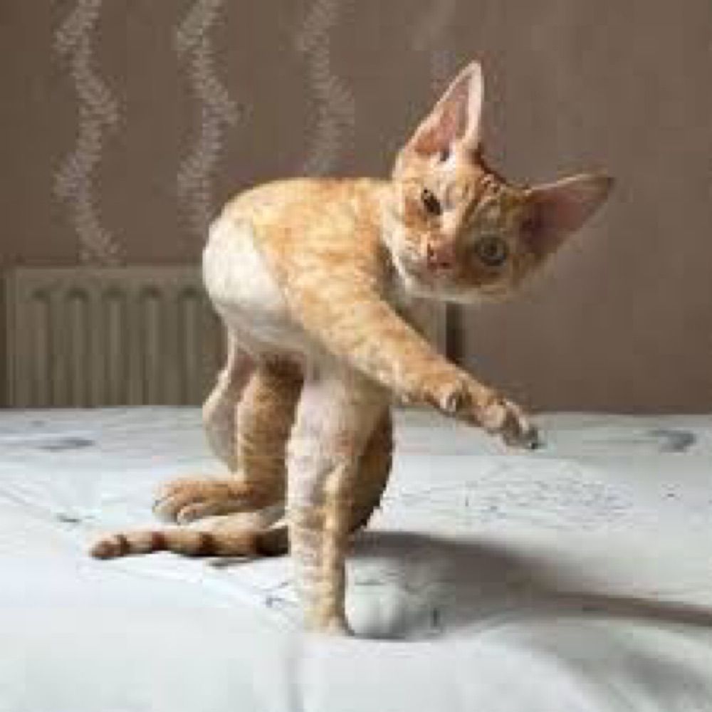 スライダー投げ猫🐈🐾