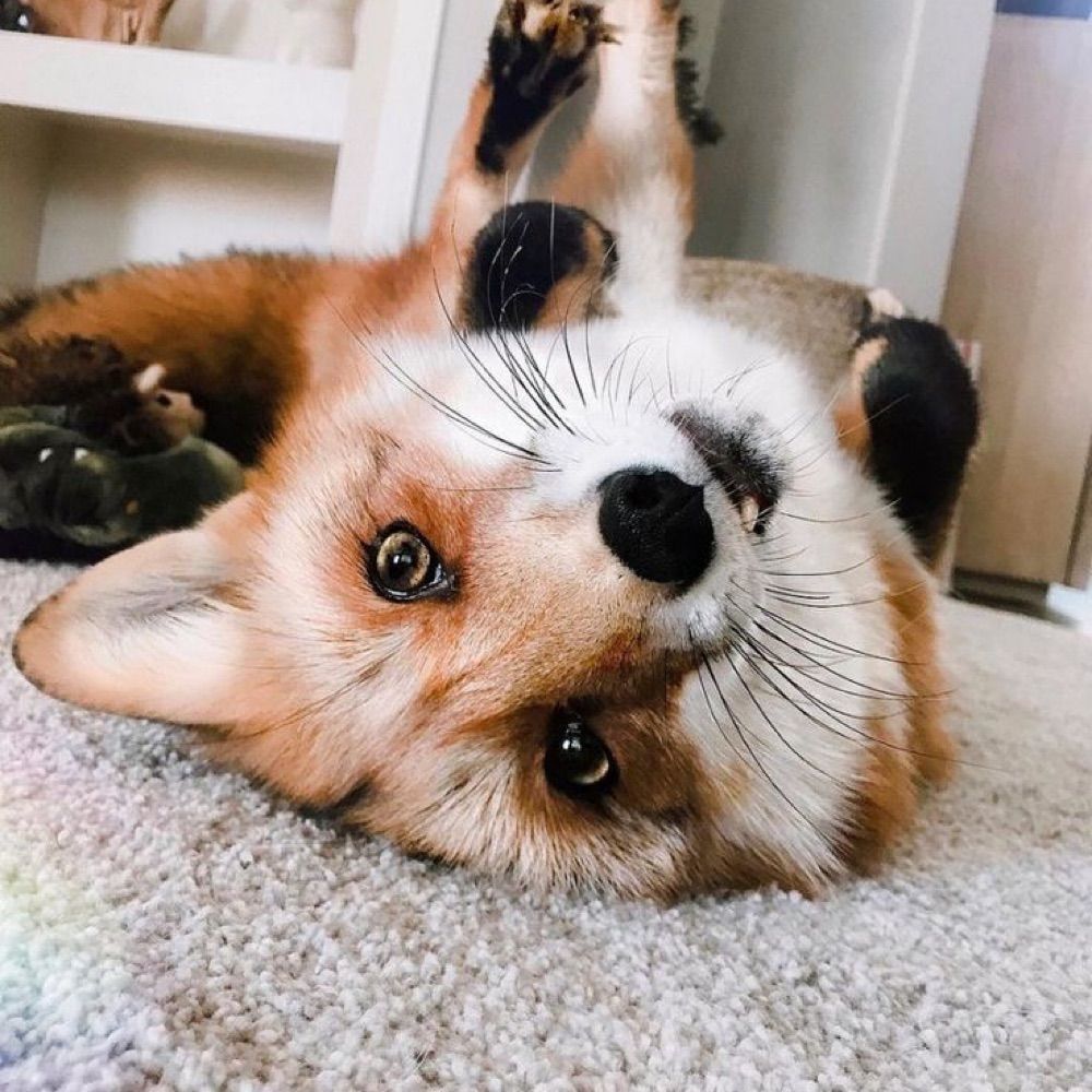 Thalita 🦊
