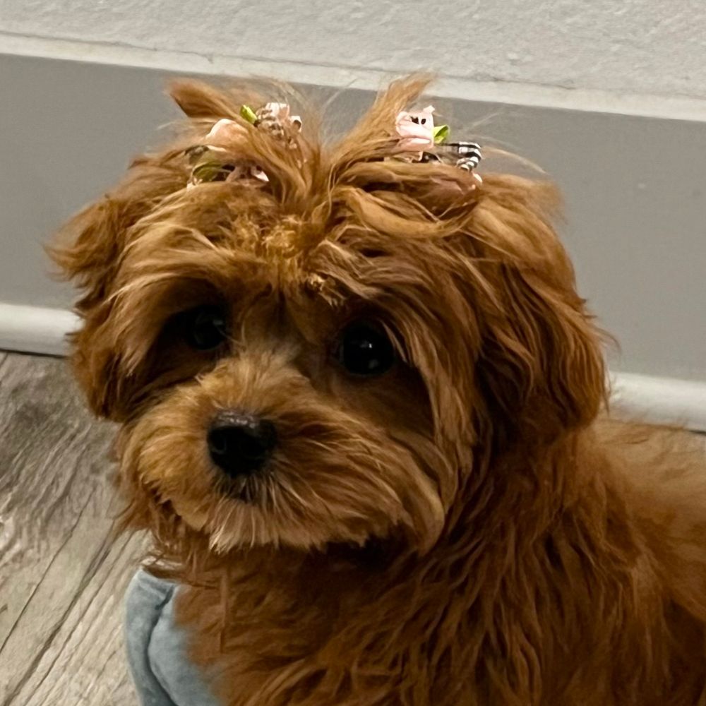 bellabean.bsky.social profile picture