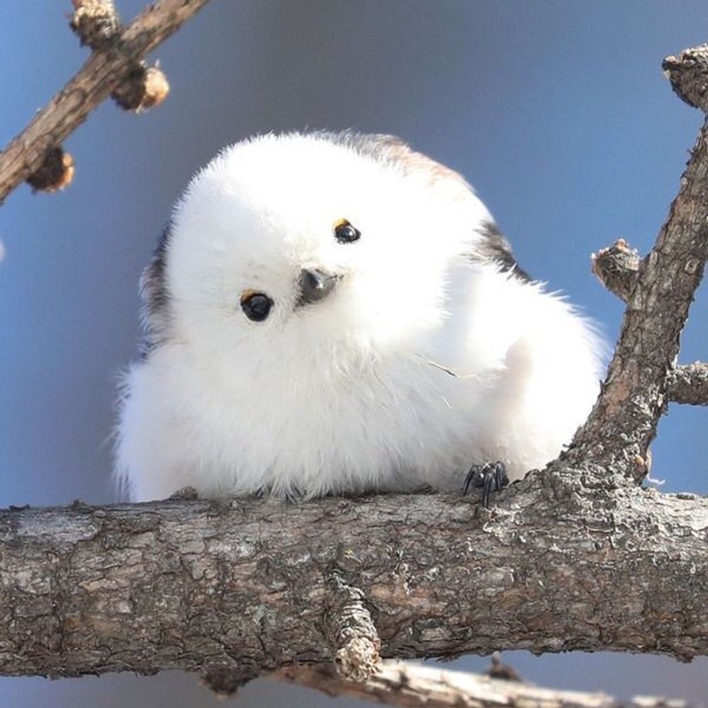 まーやん