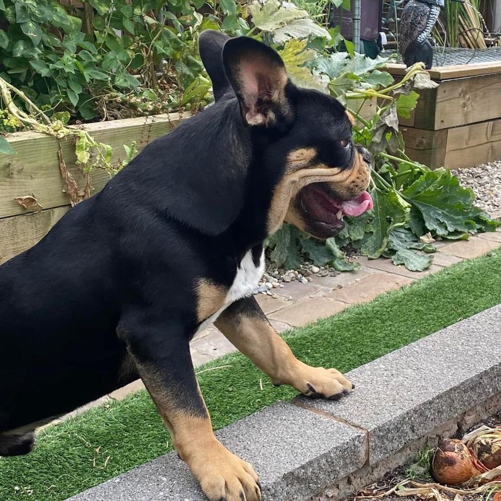 Vinnie Bones the original “Big Frenchie”