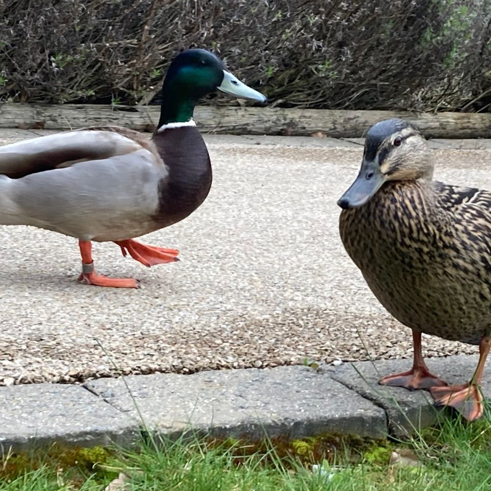 hordeofduck