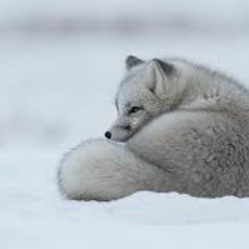 WintersRevolt (inactive)
