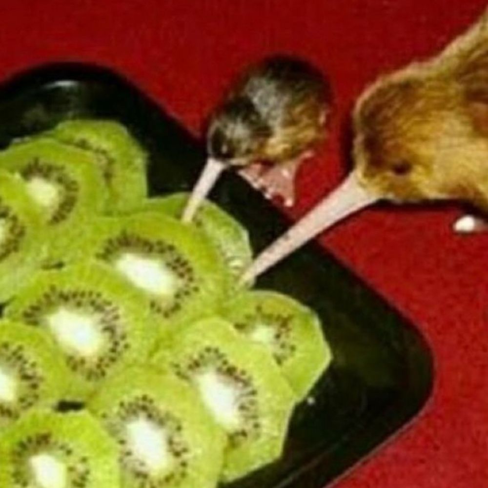 Kiwi Ferret