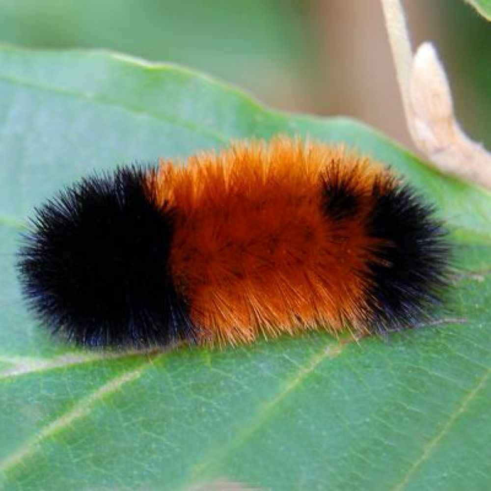 Mandro Teh Caterpillar