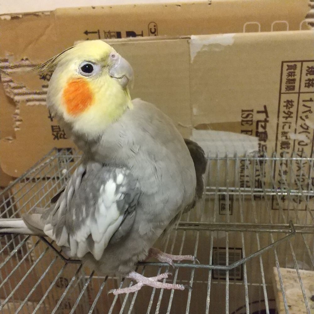 にゃるも。