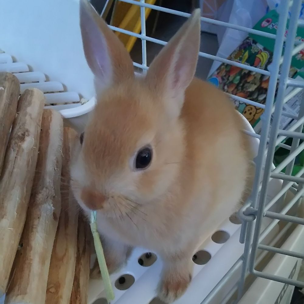 菖蒲