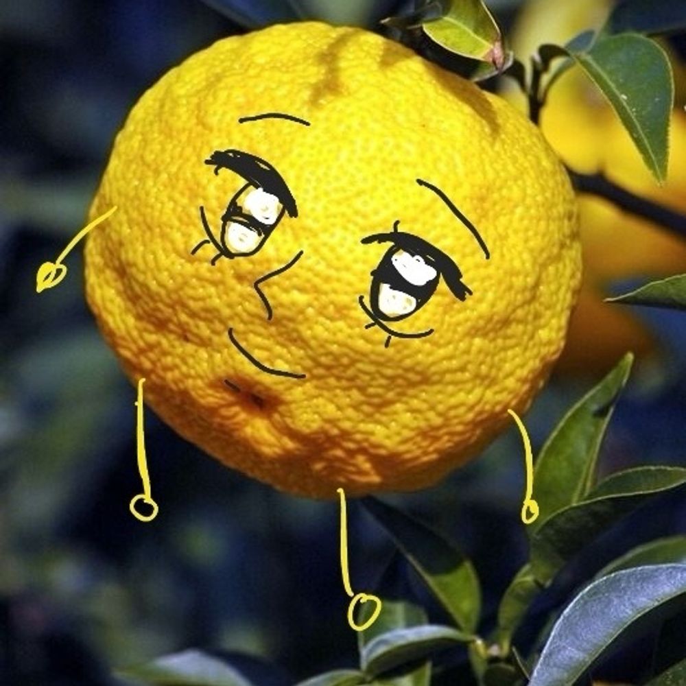 유자