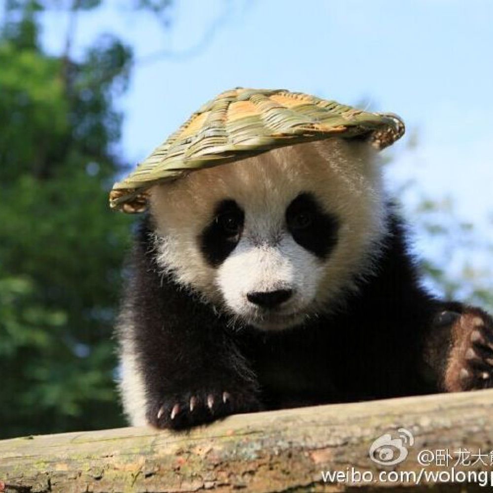Democracy Panda