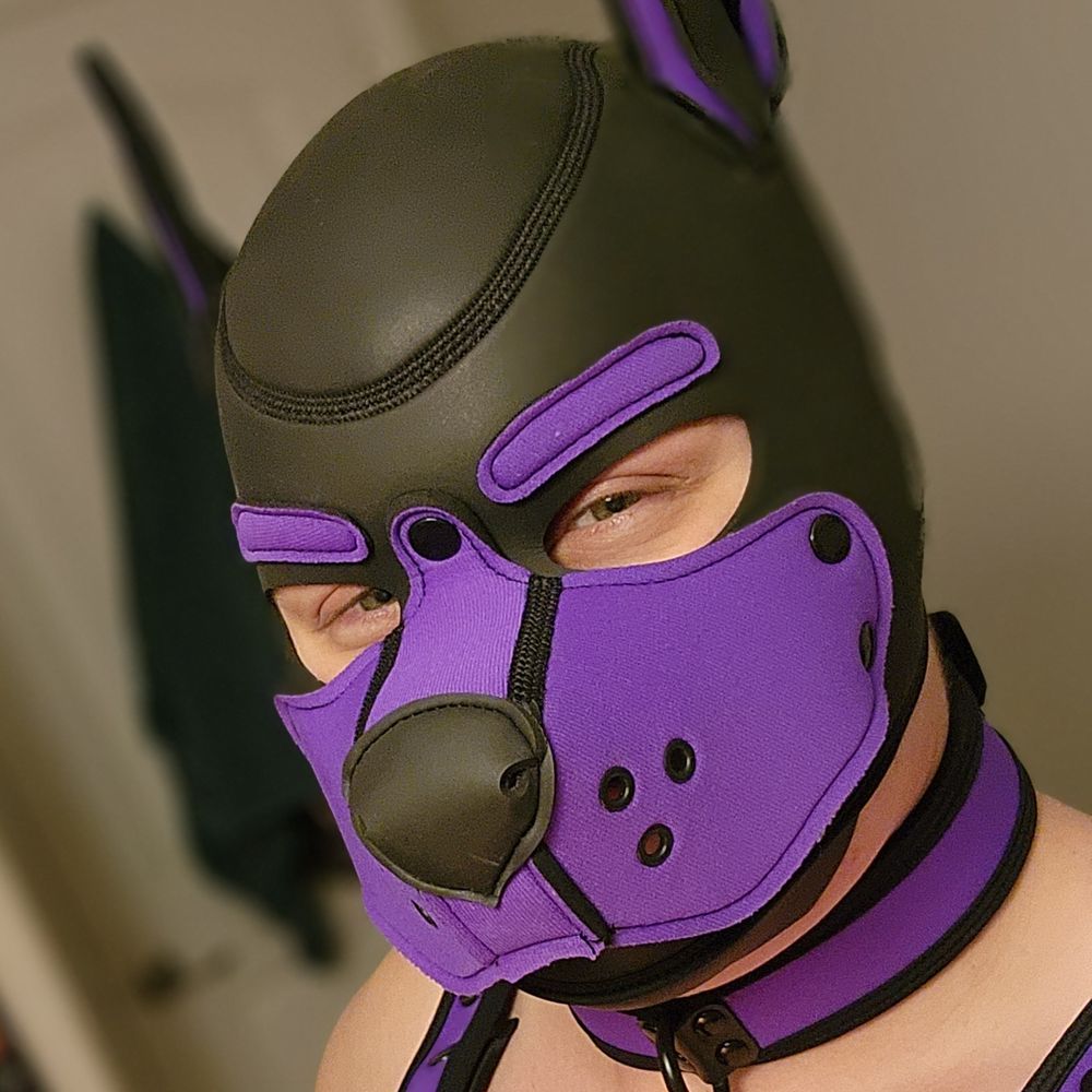 Pup Luna