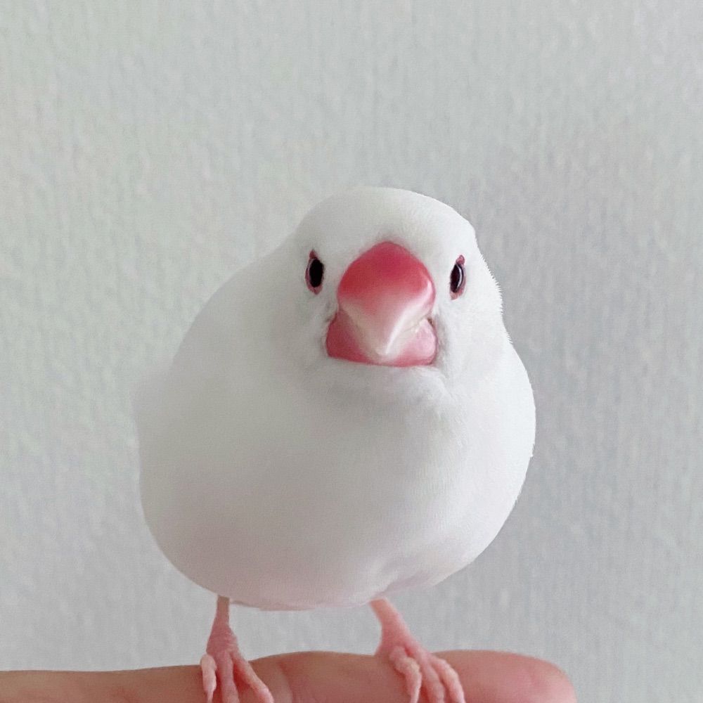 yama