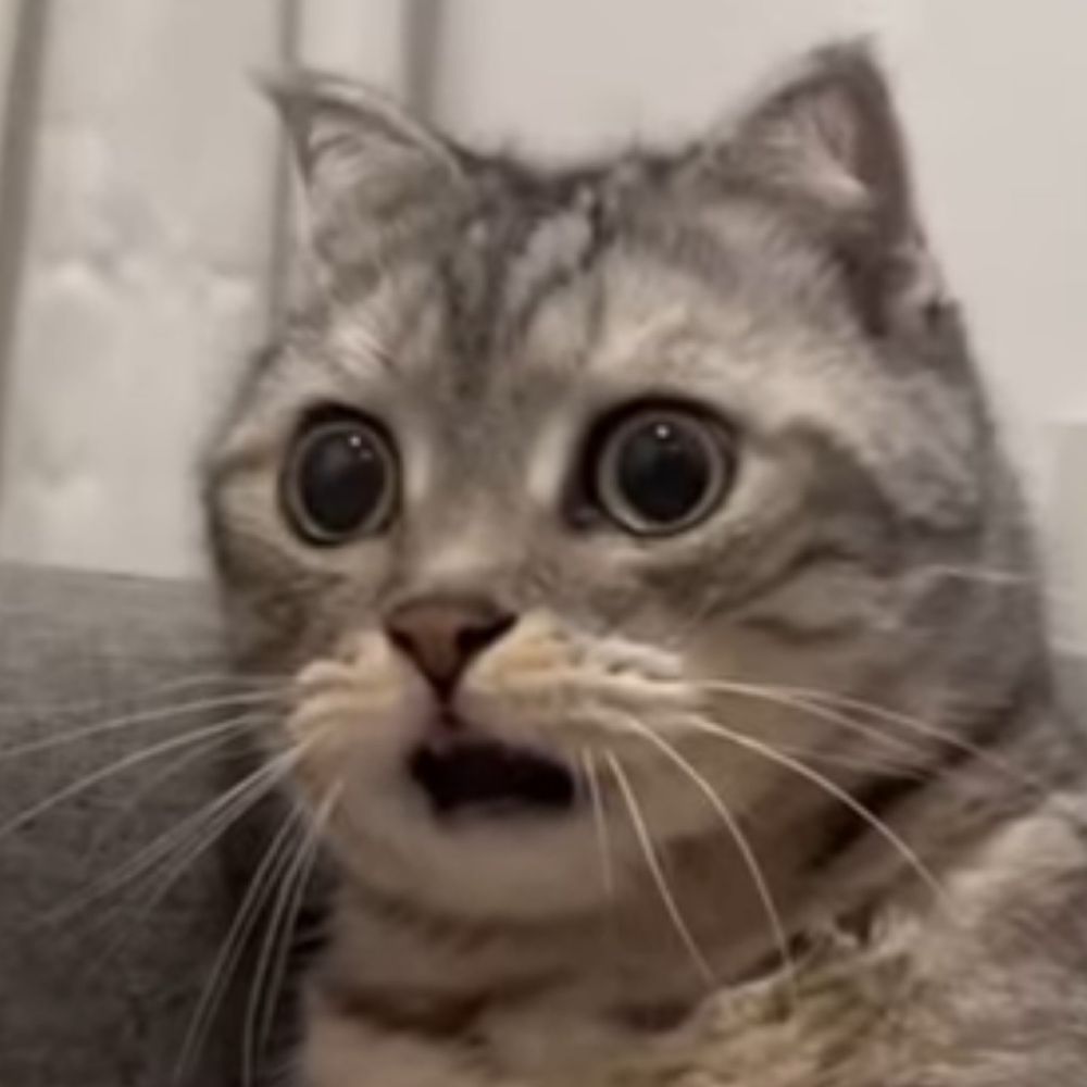 まゆ