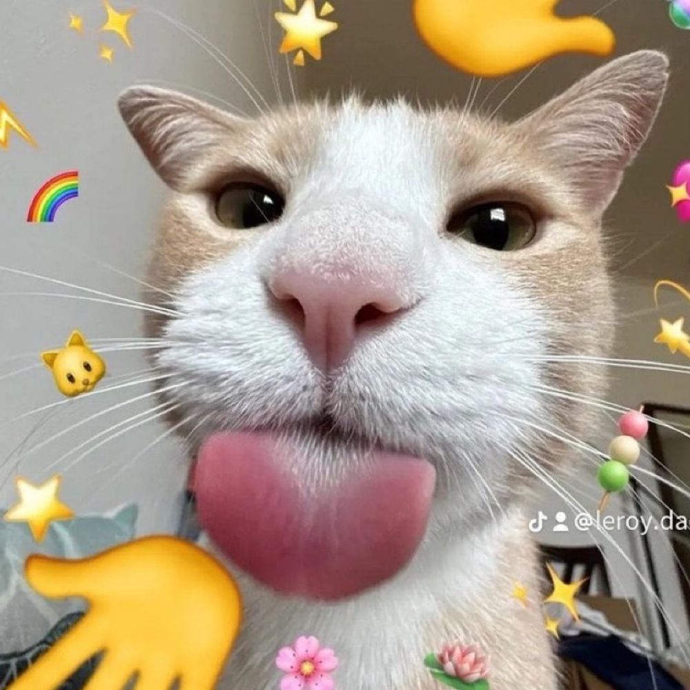 Fat cat 