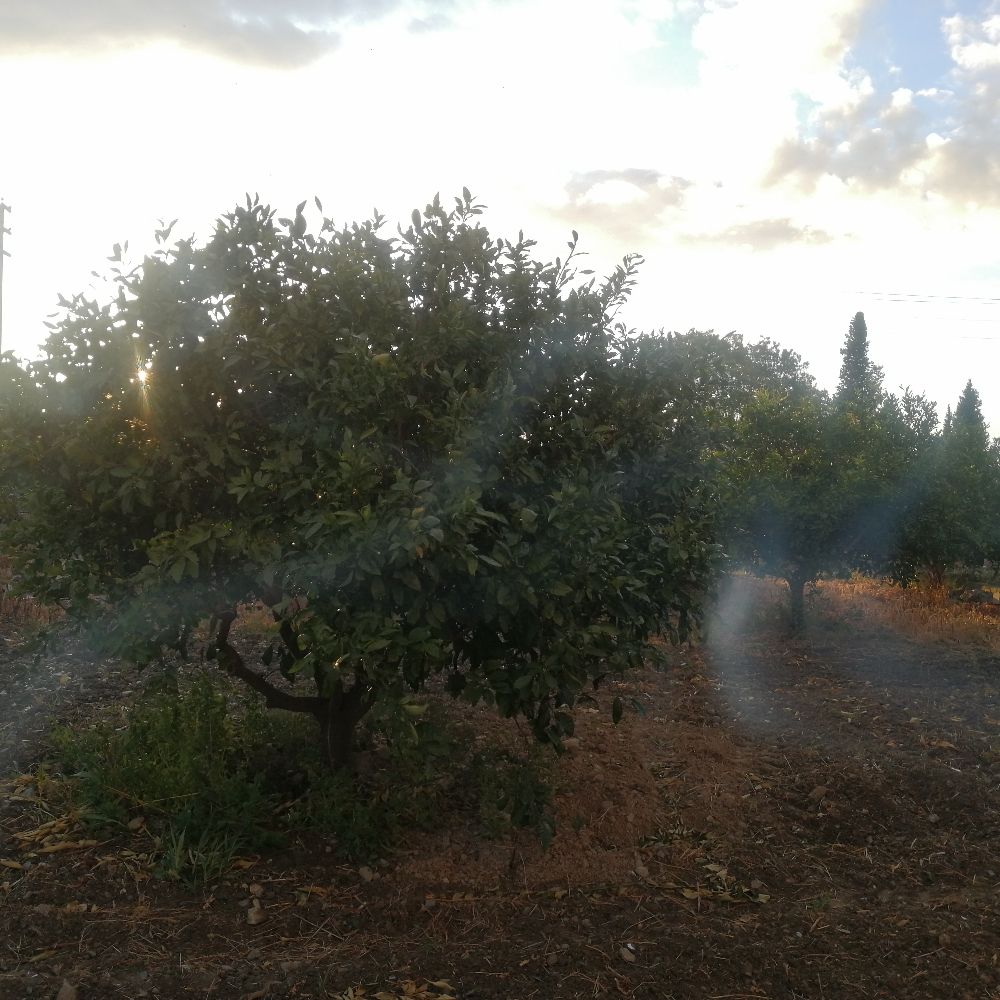 Rokasalatası
