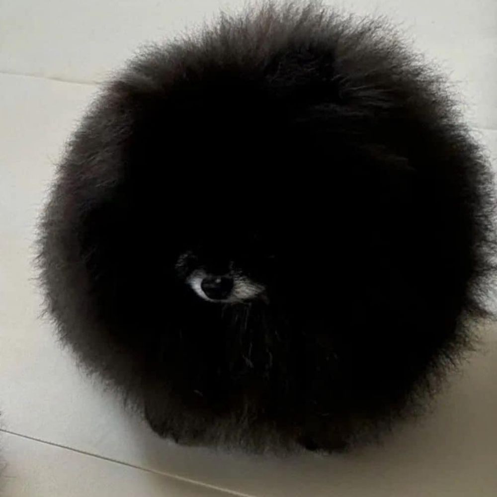 draizard.bsky.social