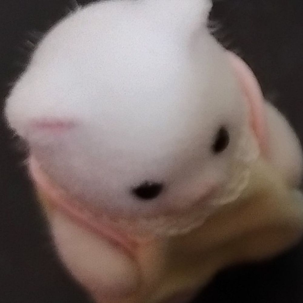 さしみ