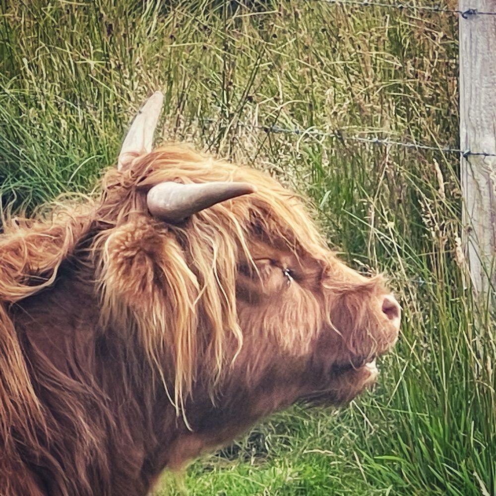 Orcadian on the Move