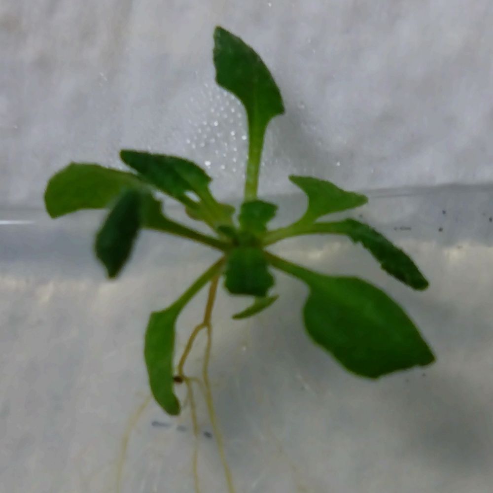 Plant Science