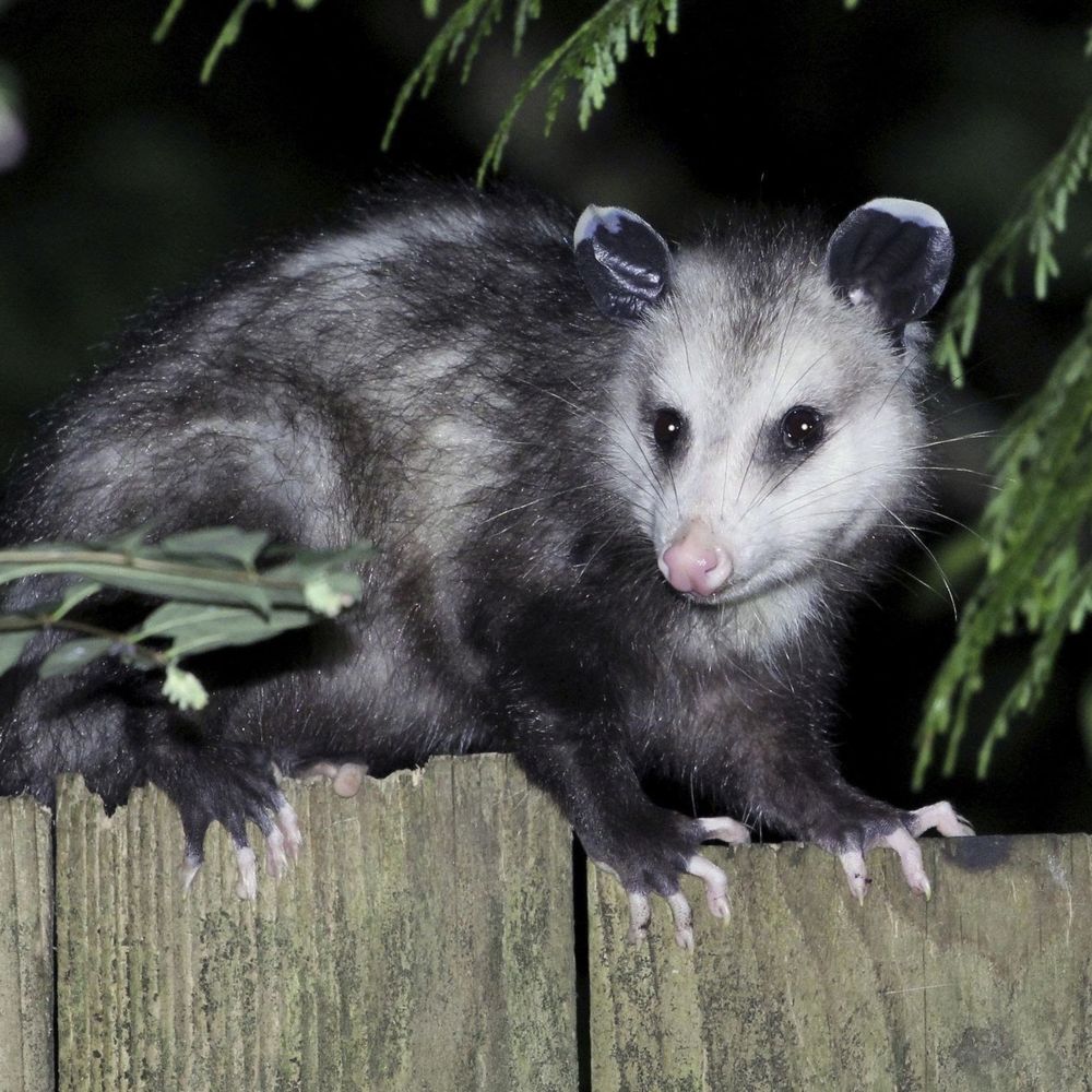 Anarchopossum