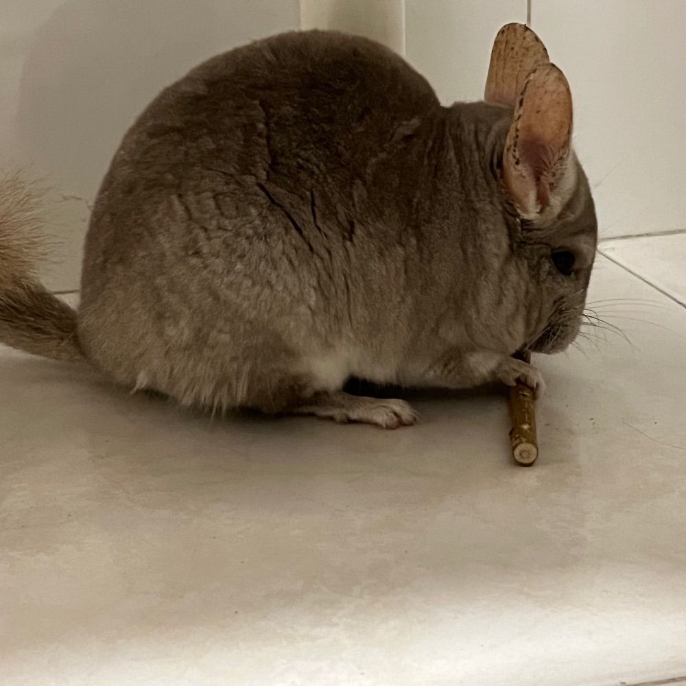 Nacho