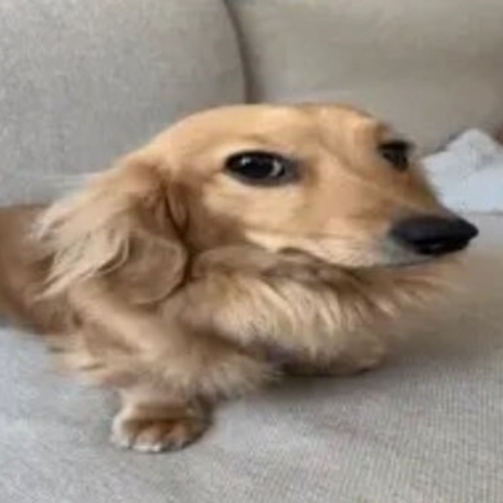 SirPolar