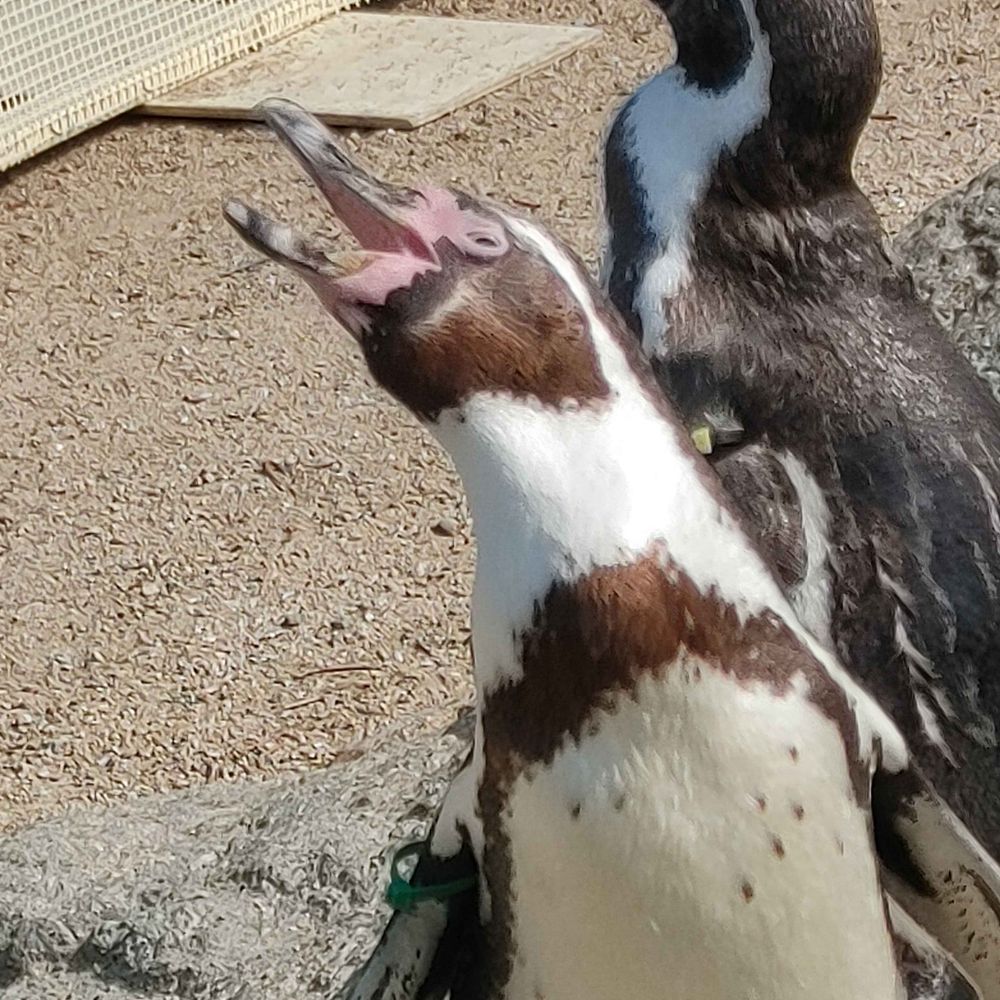ペンギンのおじさん
