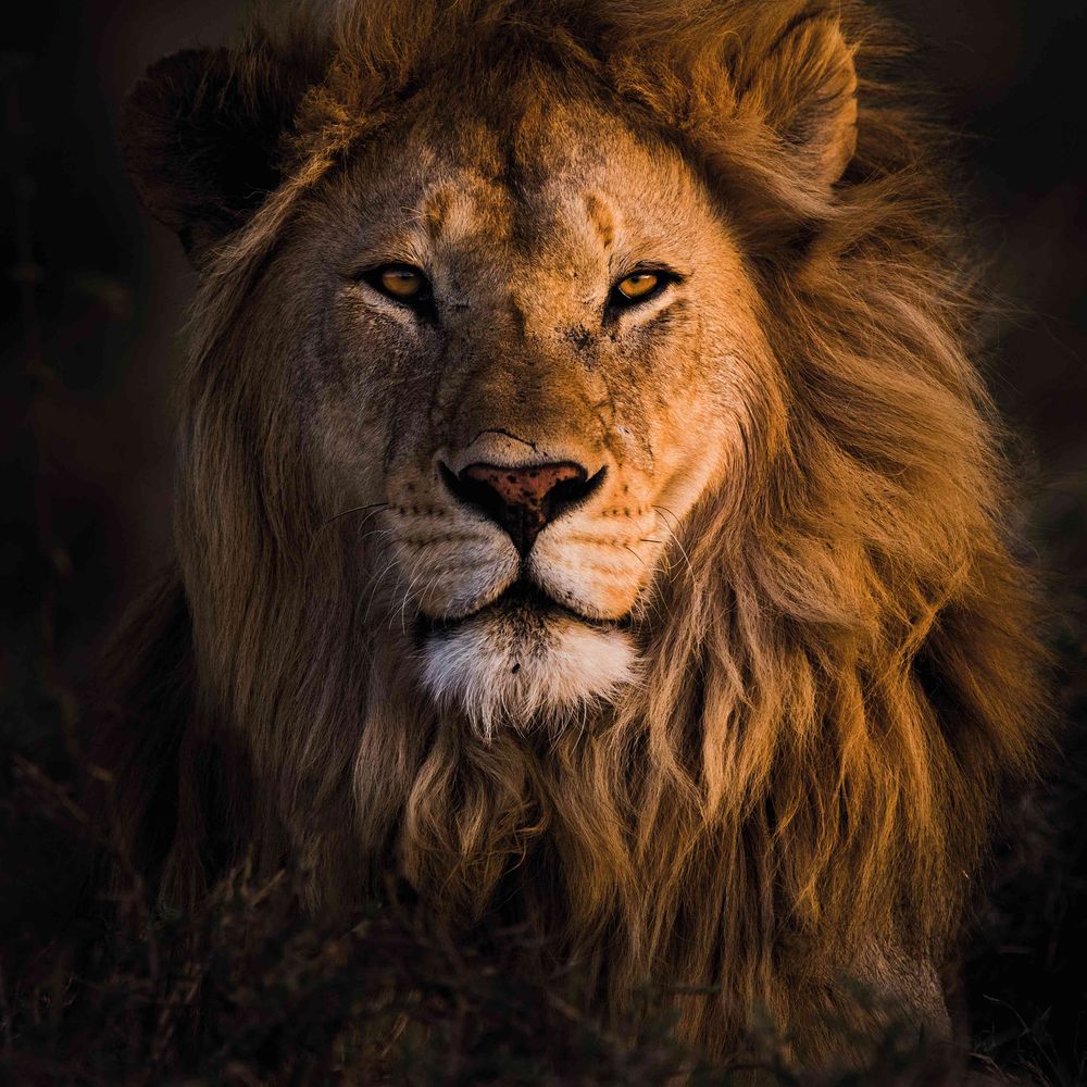 schiftyschiff.bsky.social