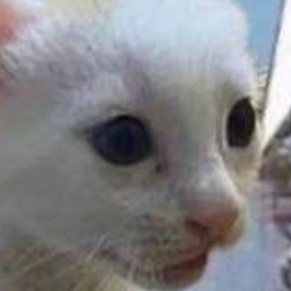 🐈doxx🐈‍⬛ 