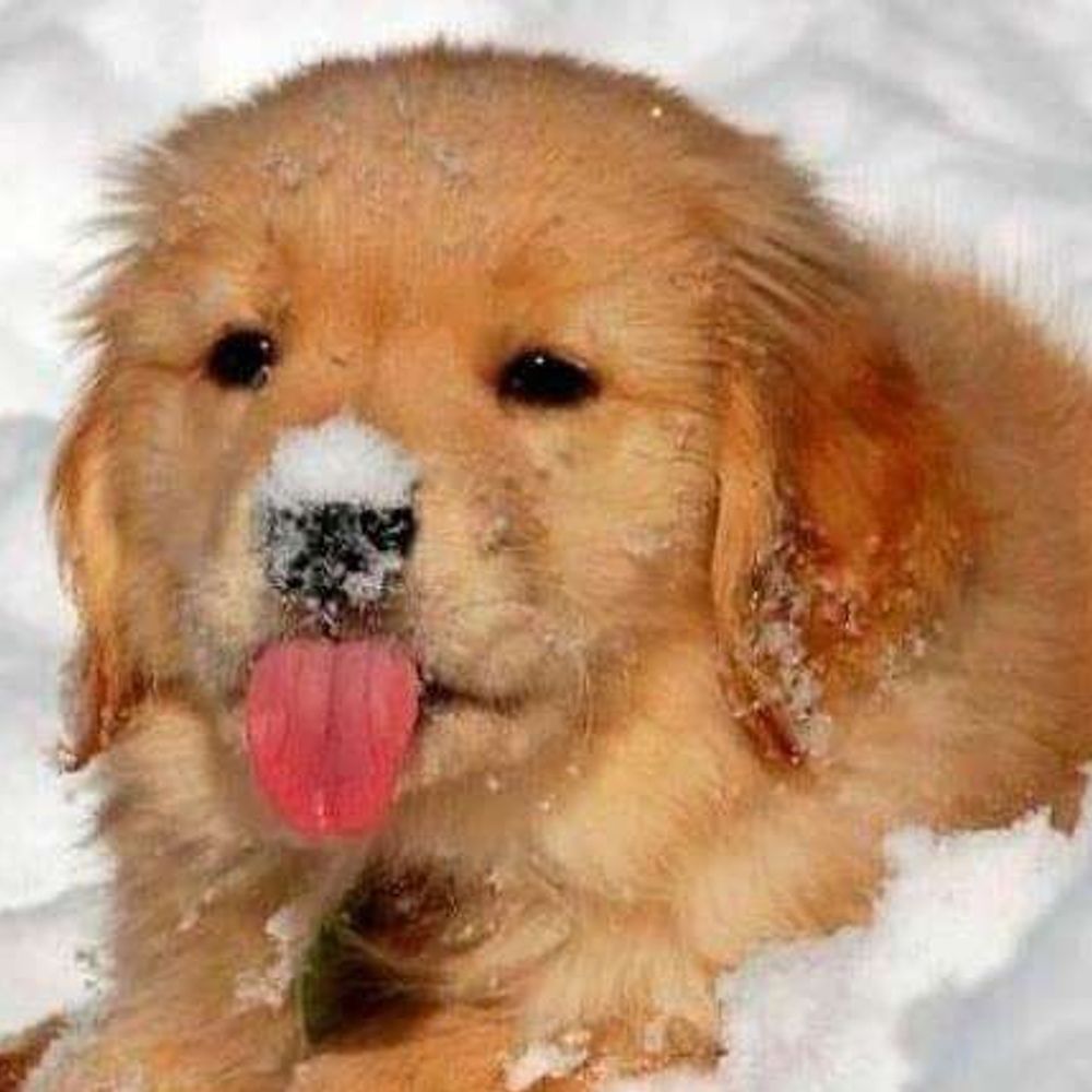 doggy