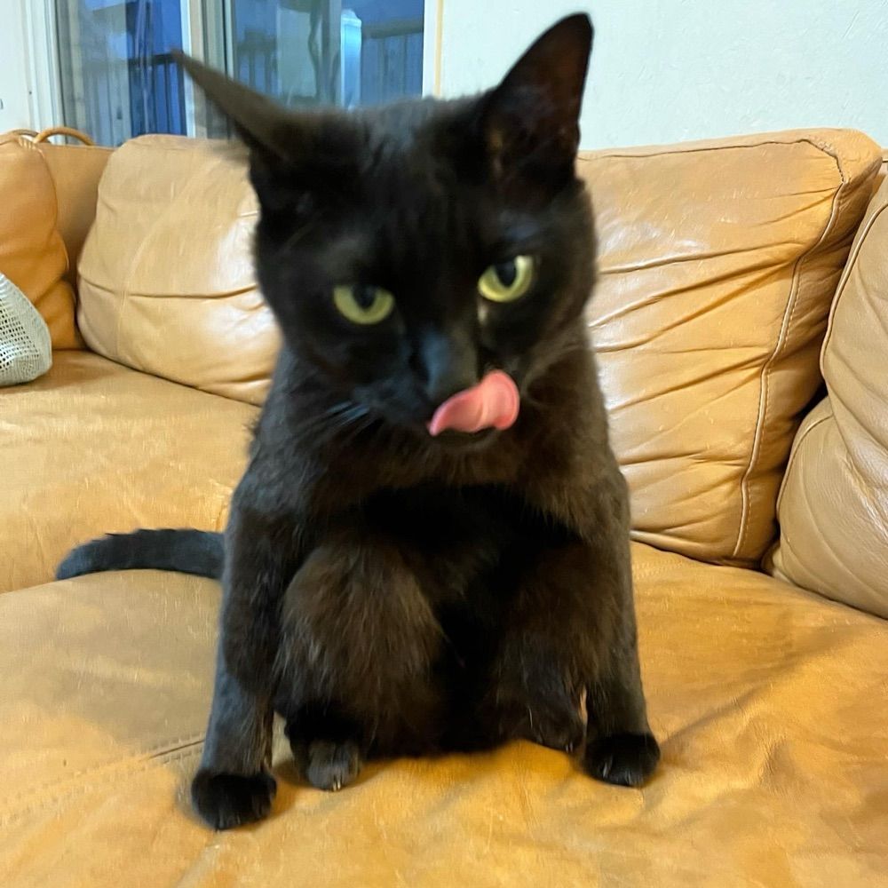 ワダナツ